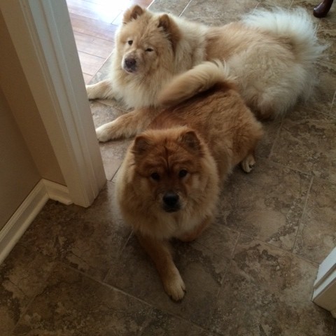 THE CHOWS