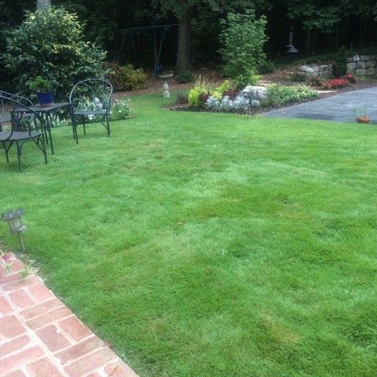 Lawn Care with Dogs in Newnan GA