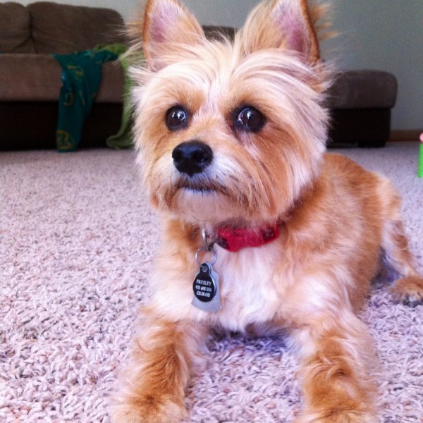 Dianna's Dog
