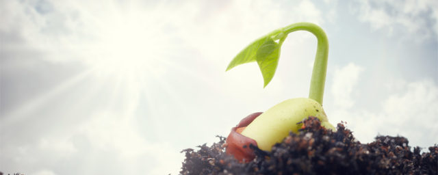 Enrich Your Soil