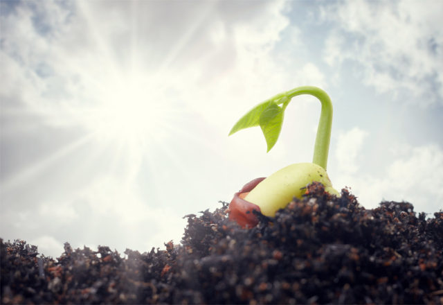 Enrich Your Soil