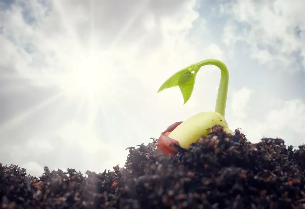 Enrich Your Soil