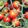 Imroving Clay Soil Around Growing Vegetables
