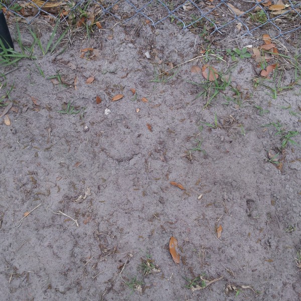 Improving sandy Florida soil