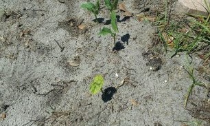 Improving Florida sandy soil