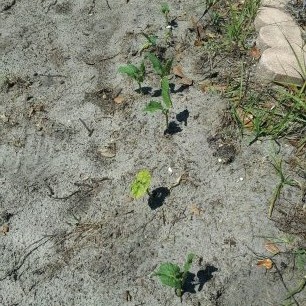 Improving Florida sandy soil