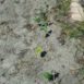 Improving Florida sandy soil