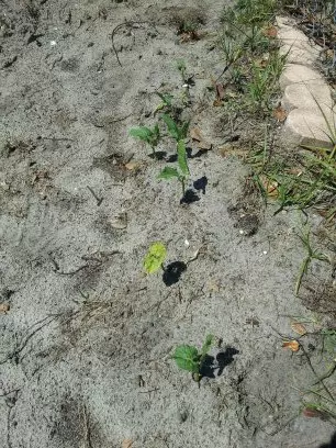 Improving Florida sandy soil