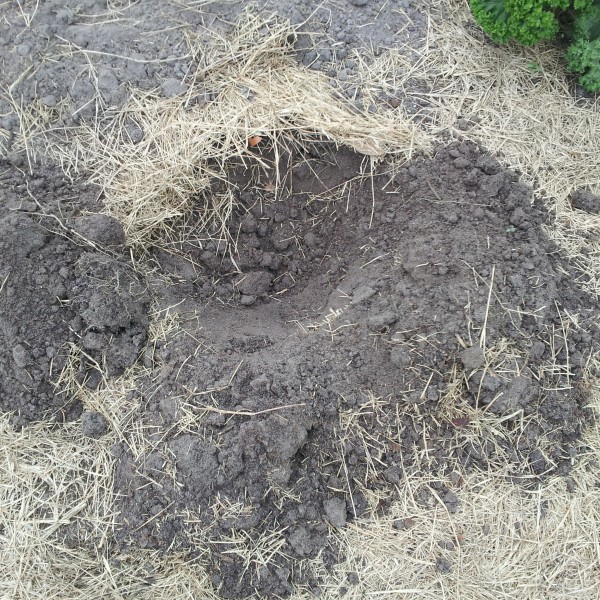 Improving Florida sandy soil