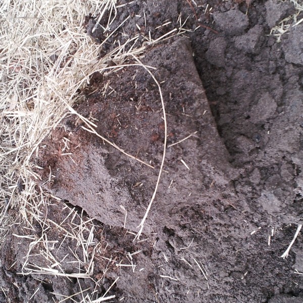 Improving Florida sandy soil