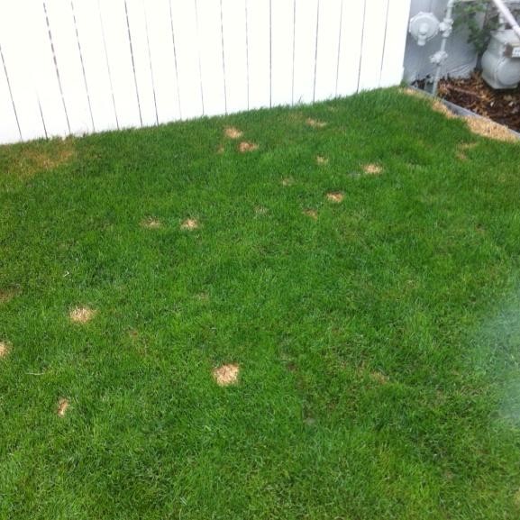 Dog Urine Spots before PetiGreen