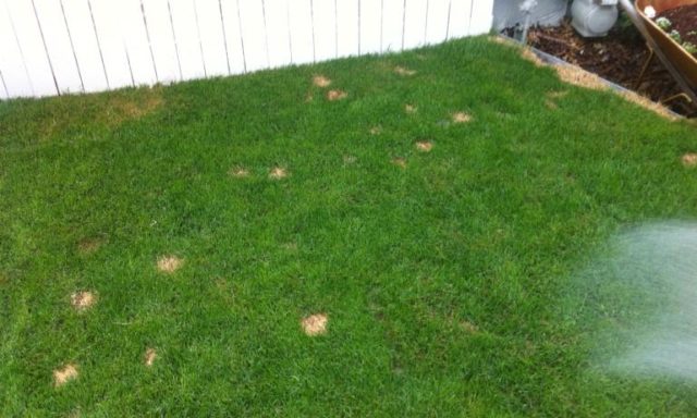 Dog Urine Spots before PetiGreen