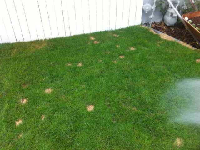 Dog Urine Spots before PetiGreen