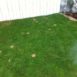Dog Urine Spots before PetiGreen