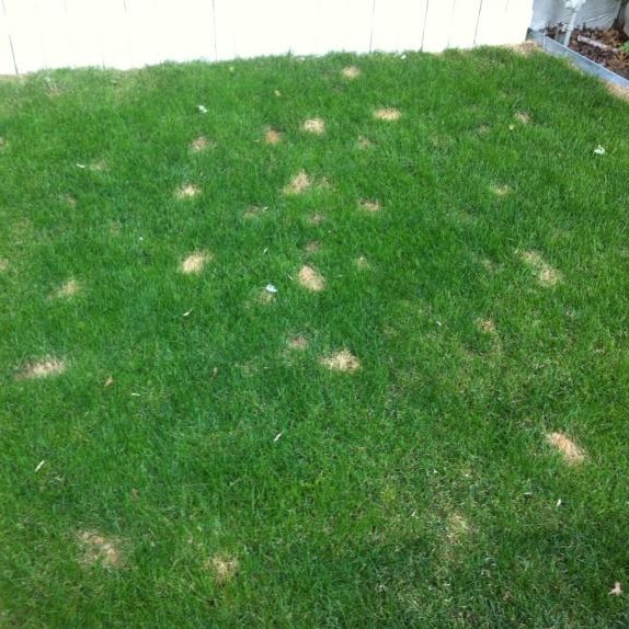 Yellow Urine Spots in Lawn