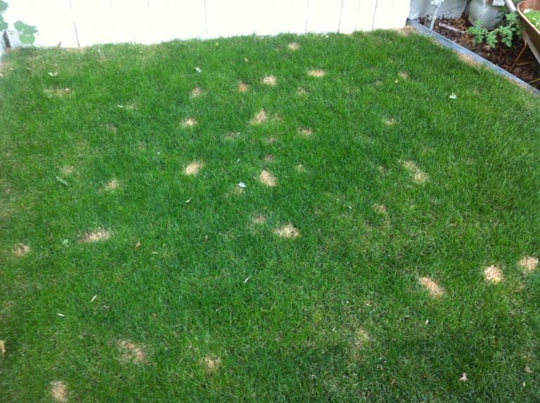 Lawn After 2 Applications