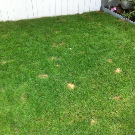 Dog Burn Spots in Lawn
