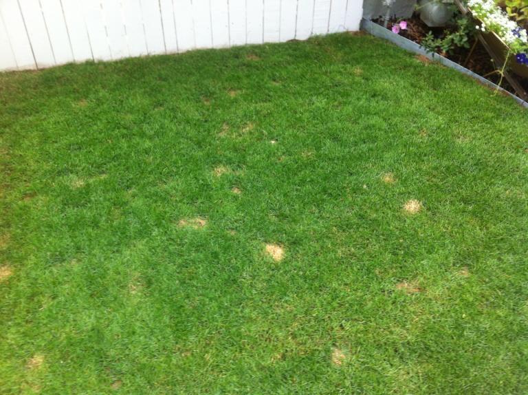 Lawn After 2 Applications