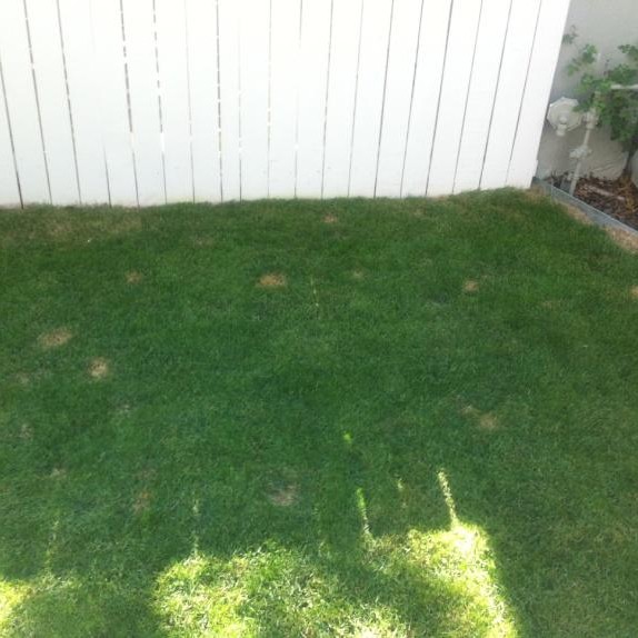 Dog Urine Spots on Lawn