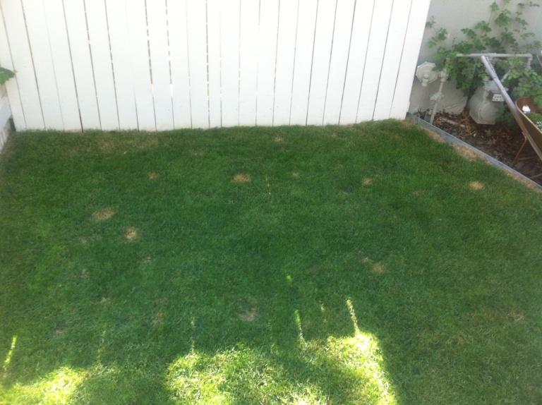 Lawn Before Application